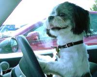 Dogs Driving in Europe
