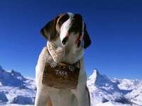 St Bernard in Switzerland
